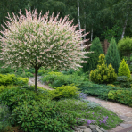 Vŕba japonská (Salix integra) ´HAKURO NISHIKI´ - výška 90-100 cm, kont. C3L - NA KMIENKU